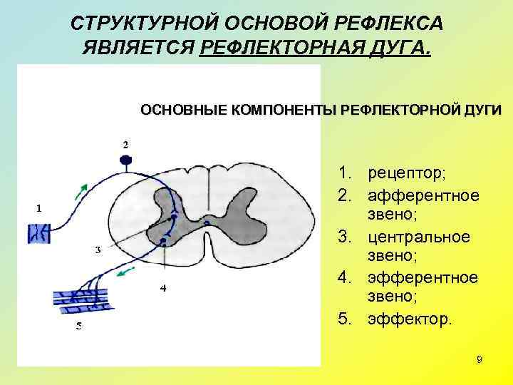 Является структурной. Рефлекторная дуга физиология ЦНС. Рефлексы являются основой. Структурной основой рефлекса является. Основные элементы рефлекторной дуги.