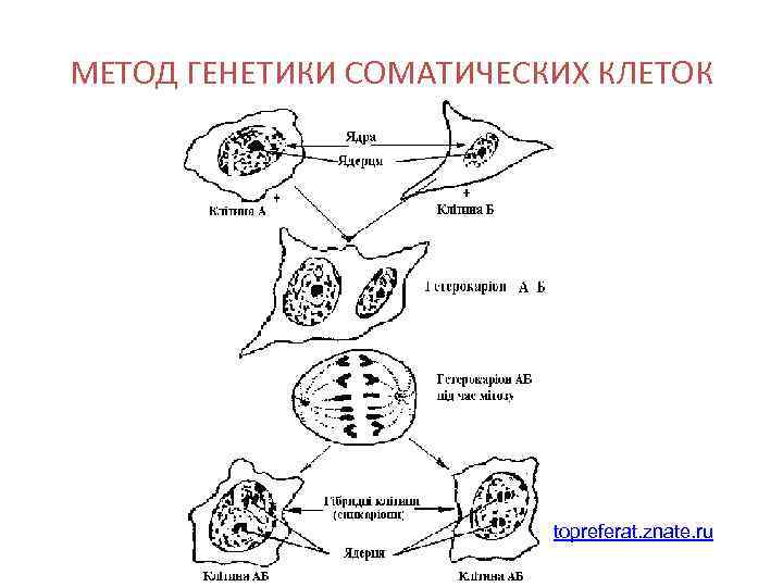МЕТОД ГЕНЕТИКИ СОМАТИЧЕСКИХ КЛЕТОК     topreferat. znate. ru 