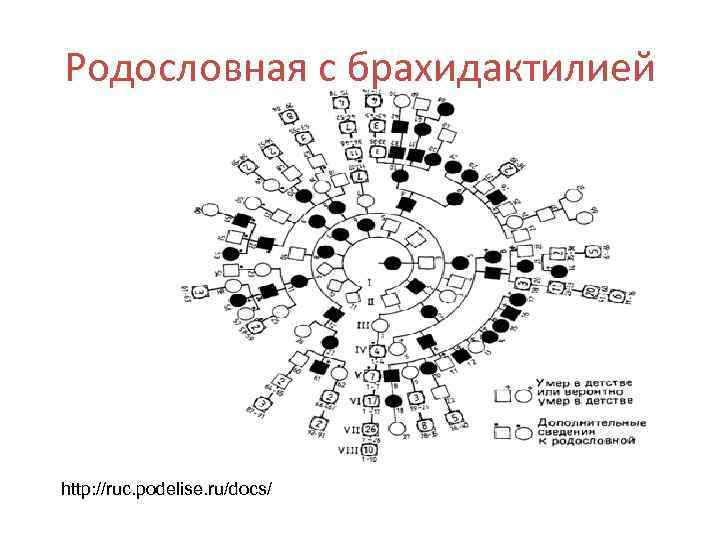 Родословная с брахидактилией http: //ruc. podelise. ru/docs/ 