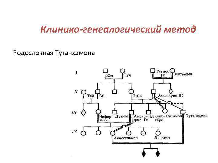 Правила графического изображения родословной клинико генеалогического метода