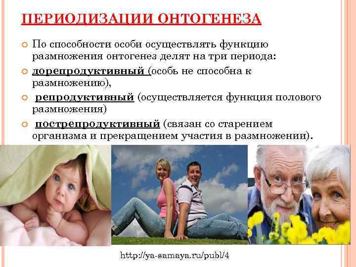 ПЕРИОДИЗАЦИИ ОНТОГЕНЕЗА По способности особи осуществлять функцию размножения онтогенез делят на три периода: дорепродуктивный
