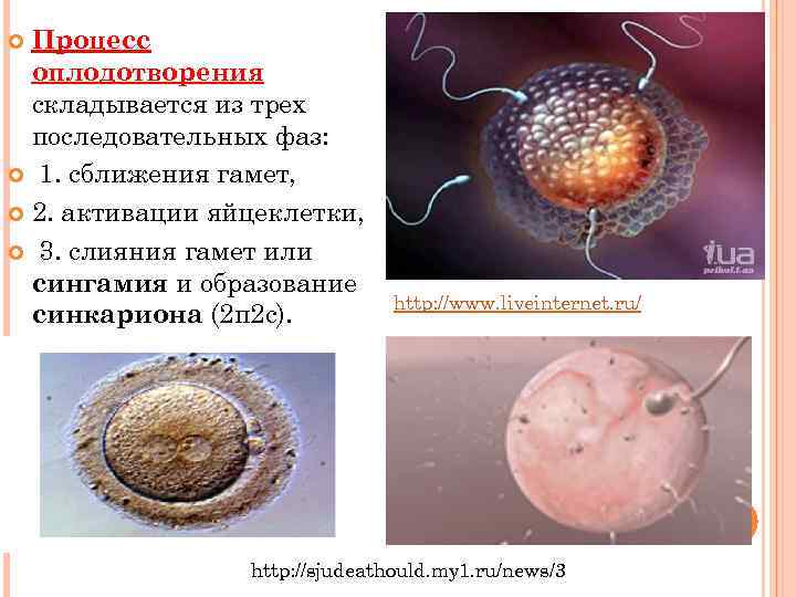  Процесс  оплодотворения  складывается из трех  последовательных фаз:  1. сближения