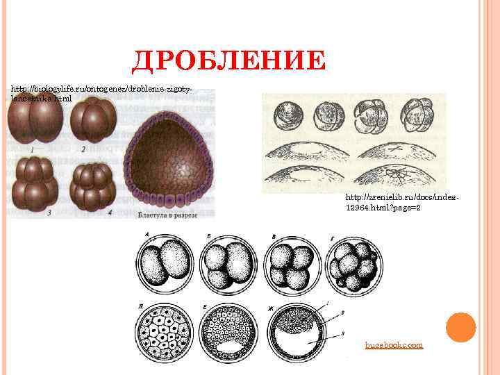        ДРОБЛЕНИЕ http: //biologylife. ru/ontogenez/droblenie-zigoty- biologyl lancetnika. html