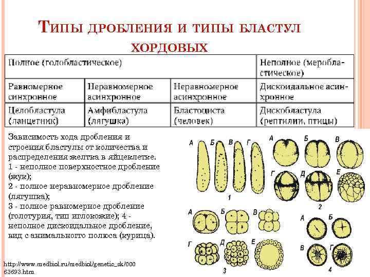 Способы дробления клетки. Тип бластулы при дроблении. Типы бластул хордовых. Дробление, типы дробления и бластул.. Типы яйцеклеток дробления и бластул.