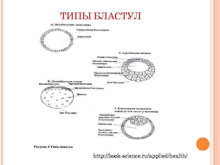 ТИПЫ БЛАСТУЛ   http: //book-science. ru/applied/health/ 