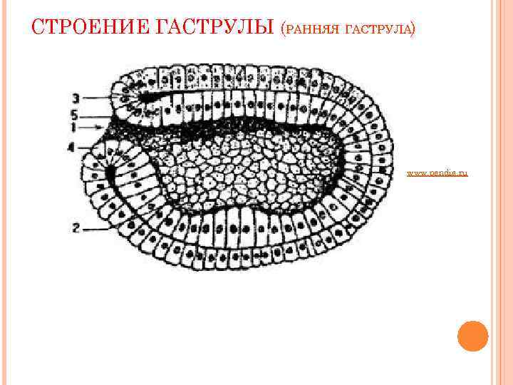 СТРОЕНИЕ ГАСТРУЛЫ (РАННЯЯ ГАСТРУЛА)    www. pandia. ru 