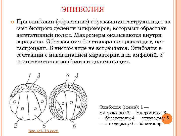 Гаструла это двухслойный зародыш