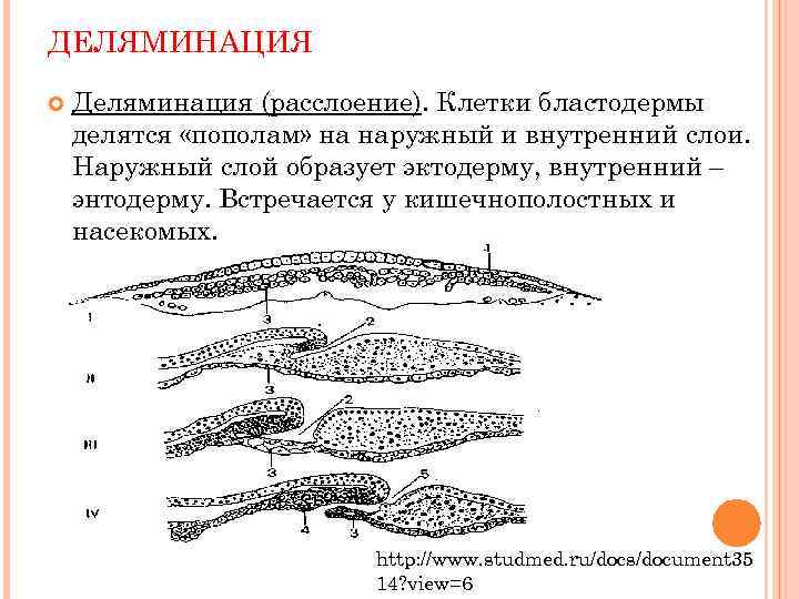 ДЕЛЯМИНАЦИЯ Деляминация (расслоение). Клетки бластодермы делятся «пополам» на наружный и внутренний слои. Наружный слой