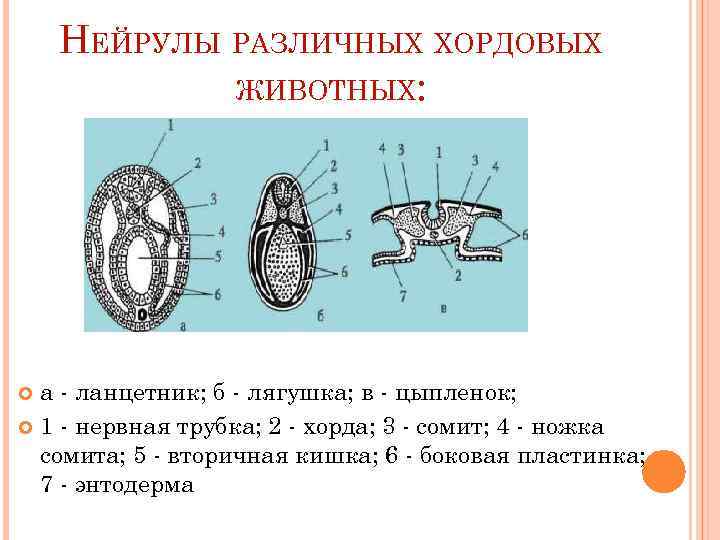 Нейрулы позвоночных животных. Нейрулы развиваются следующие структуры позвоночных животных. Элементы нейрулы у позвоночных. Нейрулы различных хордовых животных. Элементы нейрулы у позвоночных животных.