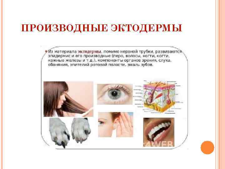 ПРОИЗВОДНЫЕ ЭКТОДЕРМЫ 