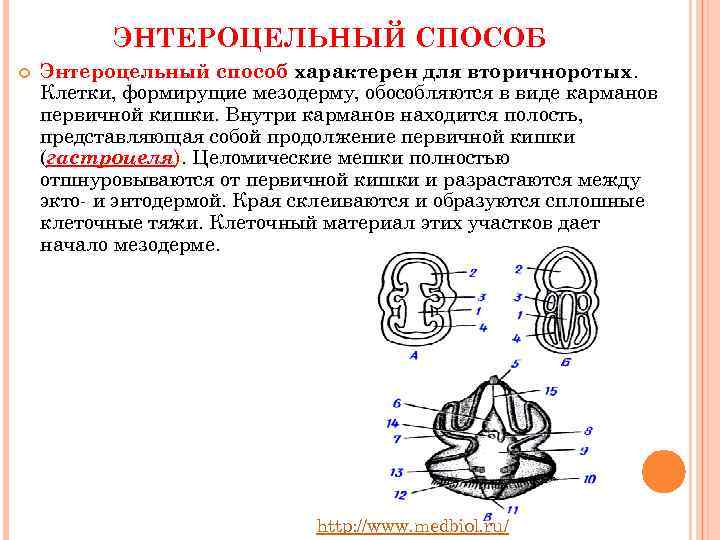 Есть ли целомические животные не укладывающиеся в схему первично и вторичноротости