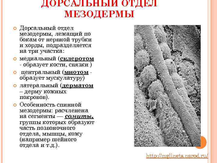   ДОРСАЛЬНЫЙ ОТДЕЛ    МЕЗОДЕРМЫ Дорсальный отдел мезодермы, лежащий по бокам