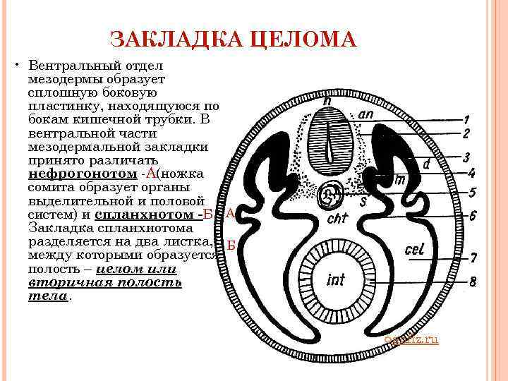    ЗАКЛАДКА ЦЕЛОМА • Вентральный отдел  мезодермы образует  сплошную боковую