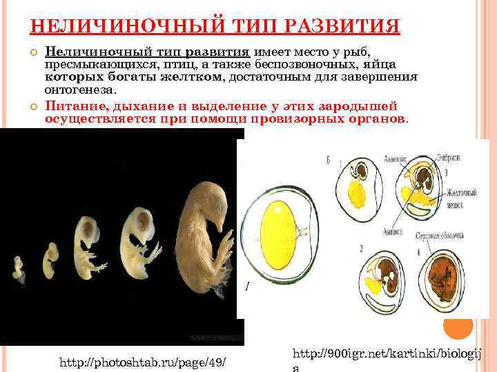 Виды развития организмов