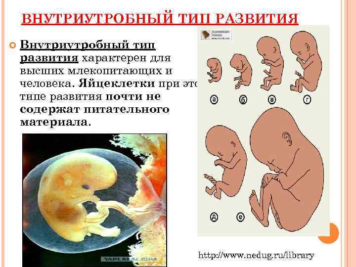 Презентация внутриутробное развитие организма развитие после рождения