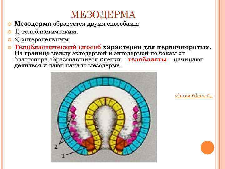 Эктодерма мезодерма энтодерма таблица рисунок