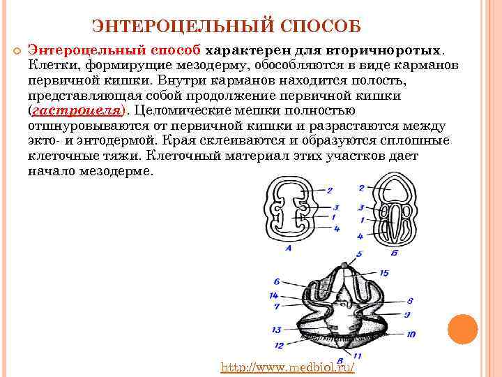   ЭНТЕРОЦЕЛЬНЫЙ СПОСОБ Энтероцельный способ характерен для вторичноротых. Клетки, формирущие мезодерму, обособляются в
