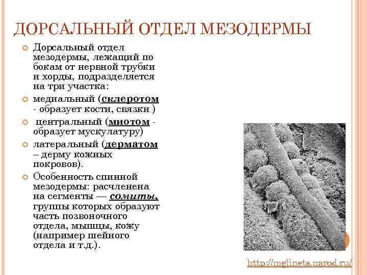 ДОРСАЛЬНЫЙ ОТДЕЛ МЕЗОДЕРМЫ Дорсальный отдел мезодермы, лежащий по бокам от нервной трубки и хорды,