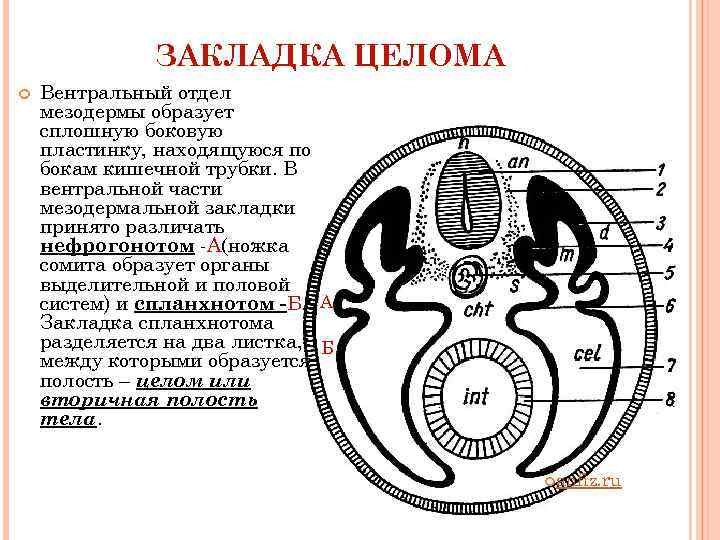 Целом образует. Сомиты и спланхнотом. Сомиты нефротом спланхнотом. Сомиты мезодермы. Сомит дорсальной мезодермы.