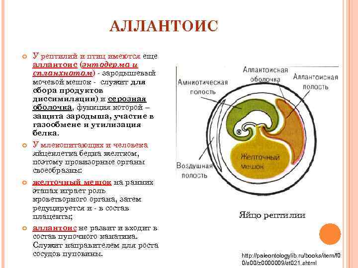 У зародыша птиц стенка органа газообмена и выделения аллантоиса образуется из