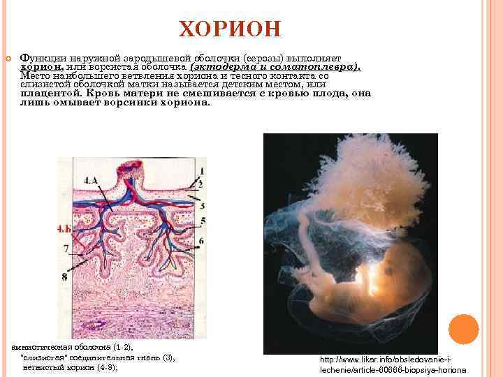 Зародышевые оболочки фото