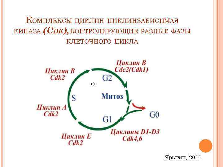 Схема закономерности онтогенеза