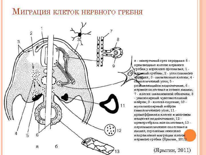 На рисунке изображен тритон в разные периоды онтогенеза какое общее свойство живых систем