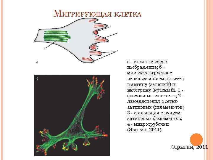 МИГРИРУЮЩАЯ КЛЕТКА    а - схематическое    изображение; б -