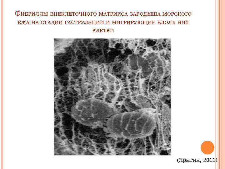 ФИБРИЛЛЫ ВНЕКЛЕТОЧНОГО МАТРИКСА ЗАРОДЫША МОРСКОГО ЕЖА НА СТАДИИ ГАСТРУЛЯЦИИ И МИГРИРУЮЩИЕ ВДОЛЬ НИХ 