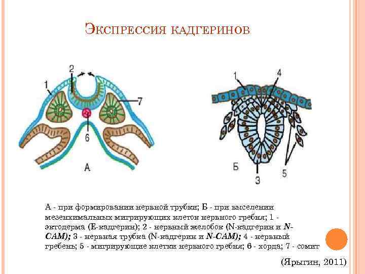 Что такое моторный онтогенез