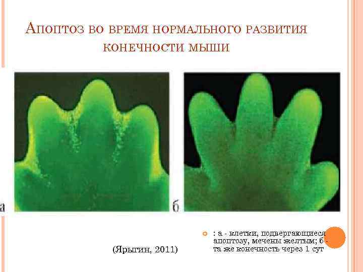 АПОПТОЗ ВО ВРЕМЯ НОРМАЛЬНОГО РАЗВИТИЯ  КОНЕЧНОСТИ МЫШИ      