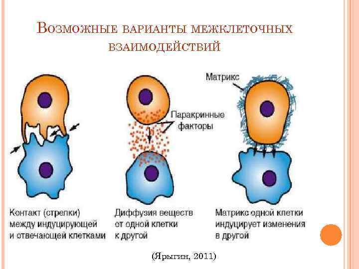 Клеточные взаимодействия. Межклеточные взаимодействия гистология. Контактные и дистантные межклеточные взаимодействия. Контактное взаимодействие клеток. Межклеточные взаимодействия на разных этапах онтогенеза.