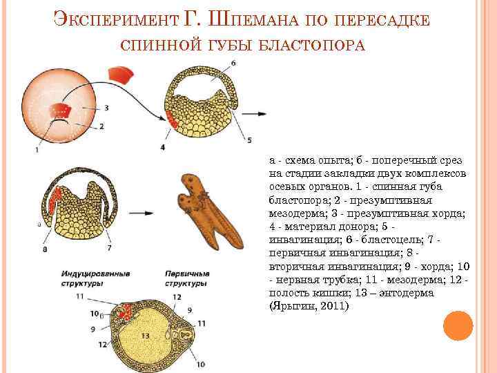 ЭКСПЕРИМЕНТ Г. ШПЕМАНА ПО ПЕРЕСАДКЕ  СПИННОЙ ГУБЫ БЛАСТОПОРА     а