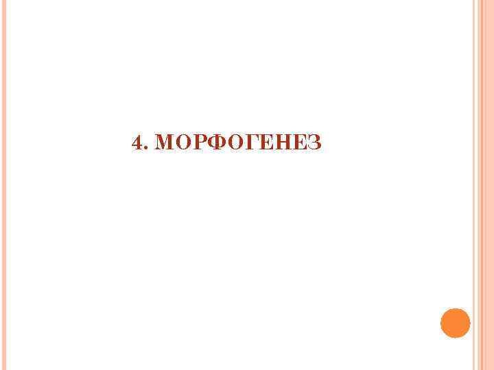 4. МОРФОГЕНЕЗ 