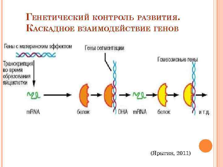 Генетический контроль развития растений