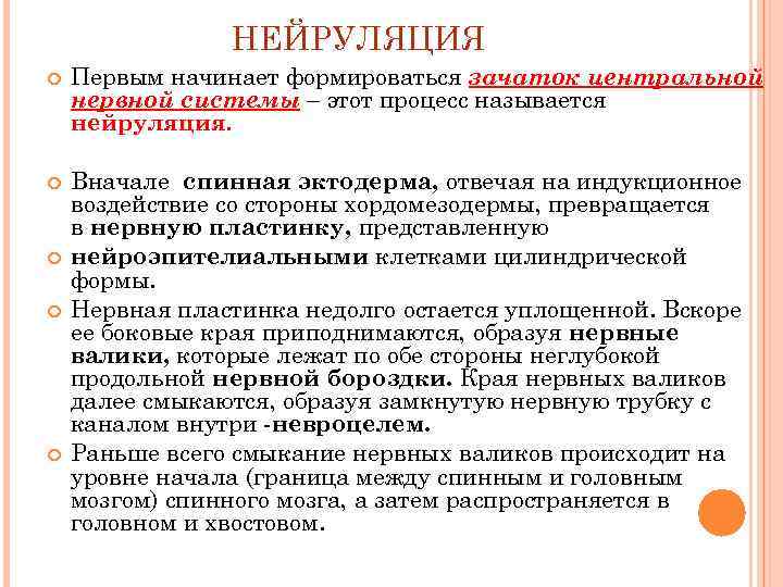     НЕЙРУЛЯЦИЯ Первым начинает формироваться зачаток центральной нервной системы – этот