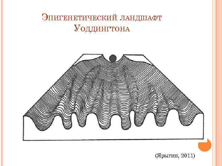 Эпигенетический ландшафт уоддингтона рисунок