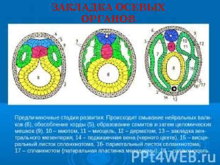ЗАКЛАДКА ОСЕВЫХ ОРГАНОВ 