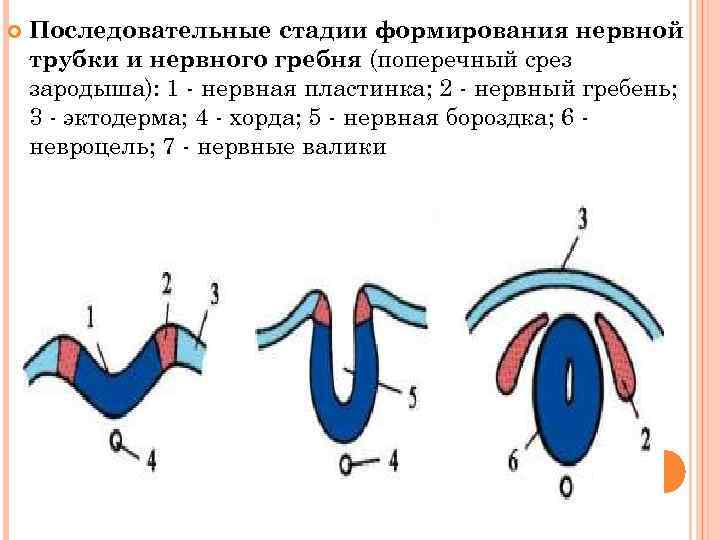 Миграция клеток нервного гребня схема