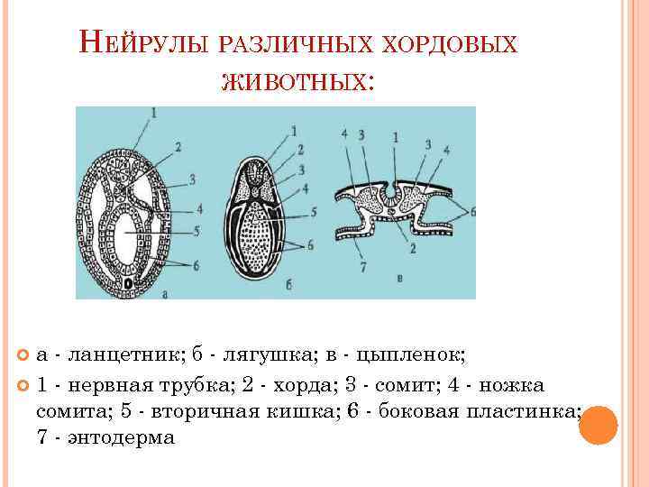 Нейрулы позвоночных животных. Нейрула сомиты. Нейрулы различных хордовых животных. Нейрулы различных хордовых животных лягушка. Элементы нейрулы у позвоночных животных.