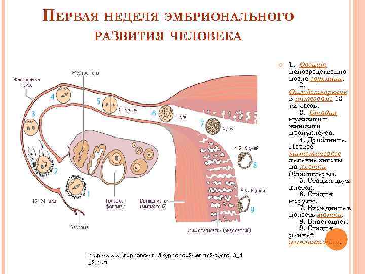 ПЕРВАЯ НЕДЕЛЯ ЭМБРИОНАЛЬНОГО  РАЗВИТИЯ ЧЕЛОВЕКА      1.  Овоцит