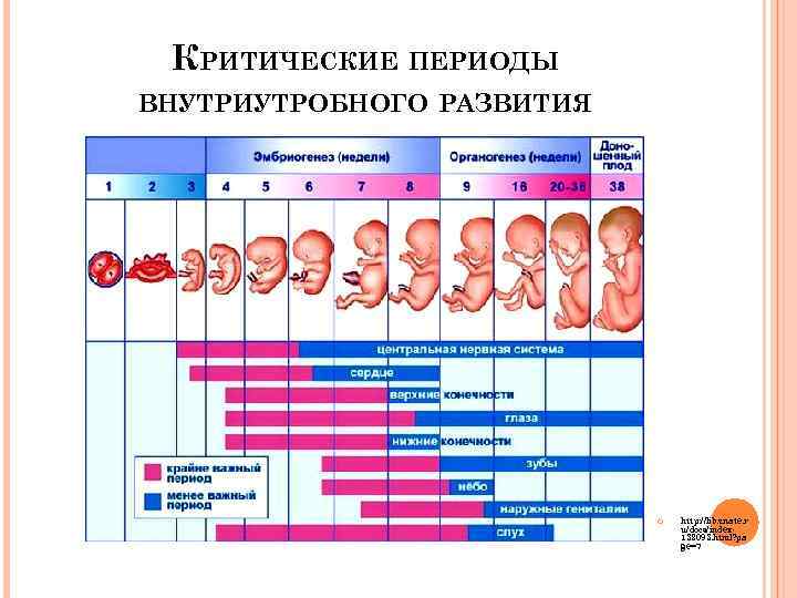  КРИТИЧЕСКИЕ ПЕРИОДЫ ВНУТРИУТРОБНОГО РАЗВИТИЯ      http: //lib. znate. r