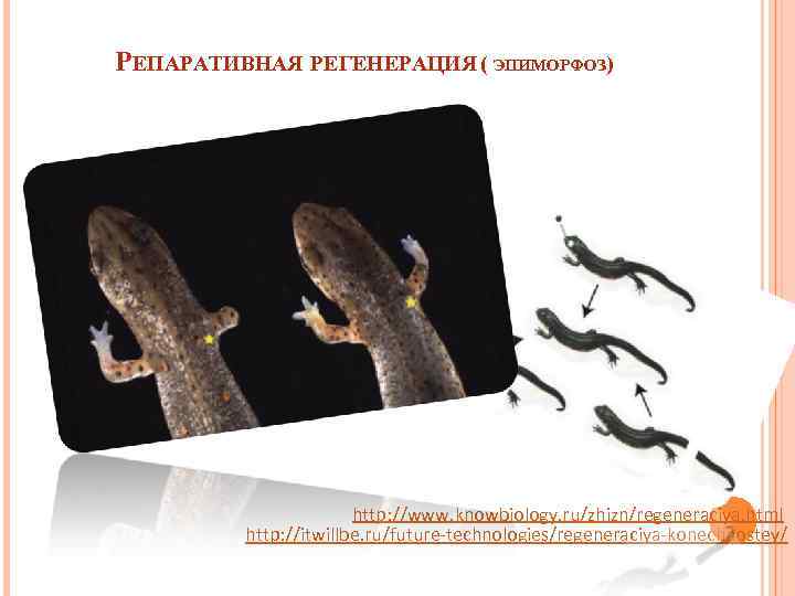 РЕПАРАТИВНАЯ РЕГЕНЕРАЦИЯ ( ЭПИМОРФОЗ)      http: //www. knowbiology. ru/zhizn/regeneraciya. html