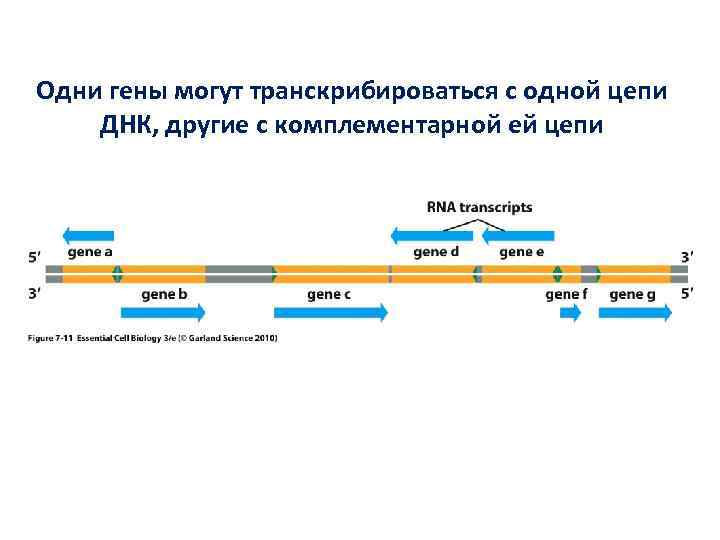 Одни гены могут транскрибироваться с одной цепи ДНК, другие с комплементарной ей цепи Одни гены могут транскрибироваться с одной цепи ДНК, другие с комплементарной ей цепи