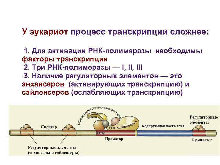 Факторы транскрипции эукариот. Энхансеры и сайленсеры у эукариот. Регуляторные элементы транскрипции эукариот. РНК-полимеразы эукариот и их функции..