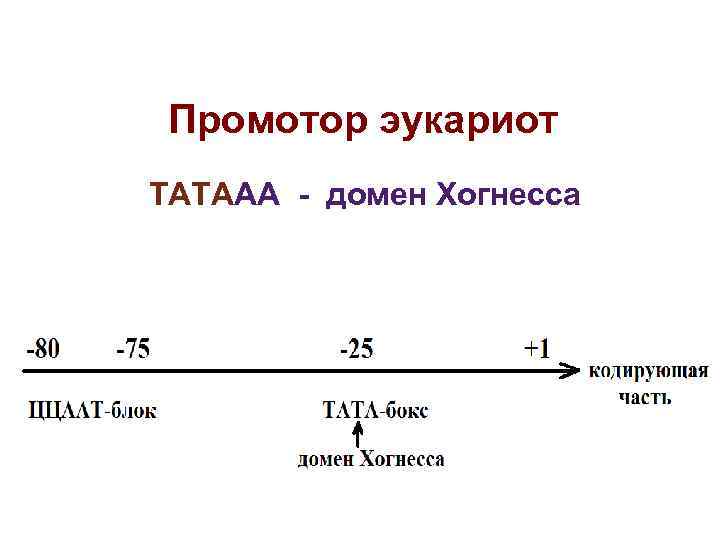 Промотор эукариот ТАТААА - домен Хогнесса Промотор эукариот ТАТААА - домен Хогнесса