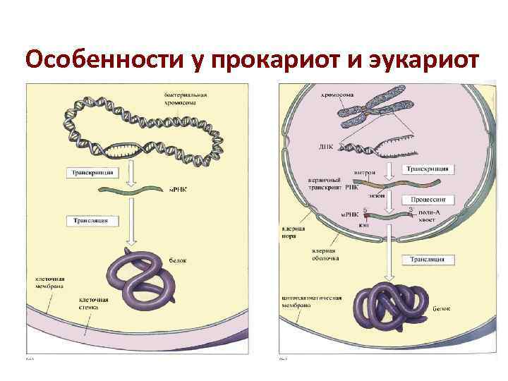 Особенности у прокариот и эукариот Особенности у прокариот и эукариот