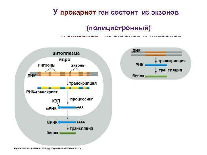 Интроны в генах эукариот