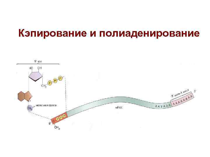 Кэпирование и полиаденирование Кэпирование и полиаденирование