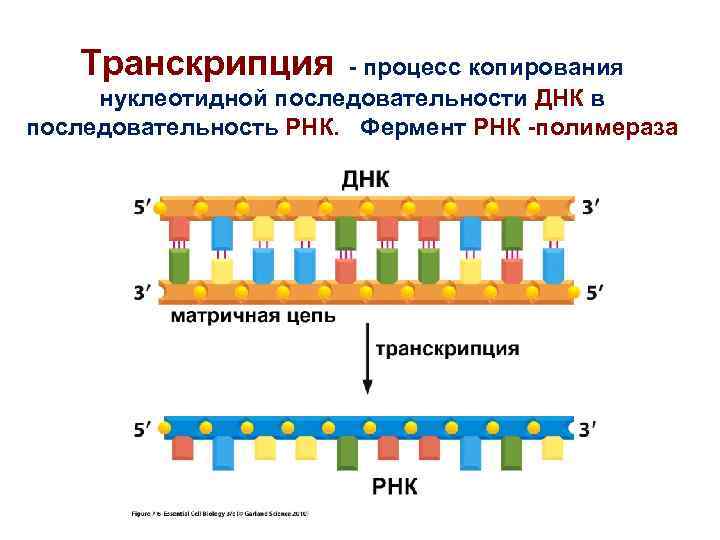 Транскрипция - процесс копирования нуклеотидной последовательности ДНК в последовательность РНК. Фермент Транскрипция - процесс копирования нуклеотидной последовательности ДНК в последовательность РНК. Фермент